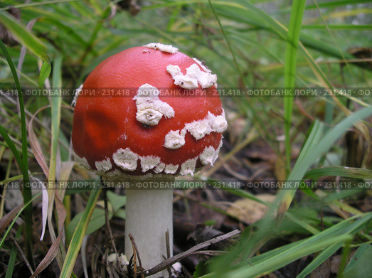 Мухомор красный. amanita muscaria. Стоковое фото, фотограф Дудакова / Фотобанк Лори