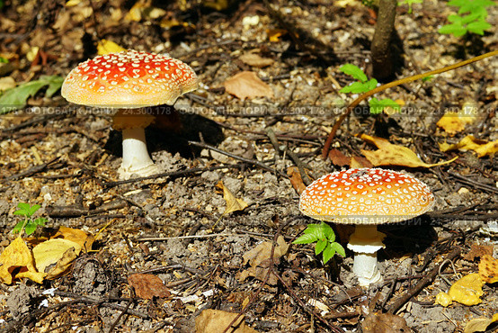 Мухоморы красные (Amanita muscaria) в природе. Стоковое фото, фотограф Охотникова Екатерина *Фототуристы* / Фотобанк Лори