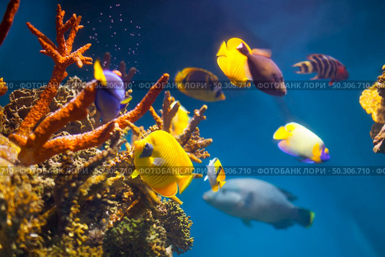 Multicolored exotic fish at coral reef in sea water. Стоковое фото, агентство Ingram Publishing / Фотобанк Лори