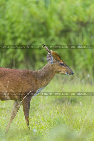 Muntiacus muntjak or fea’s barking deer or so called fea’s muntjac with flowers in background, Khao Yai National Park. Стоковое фото, агентство Ingram Publishing / Фотобанк Лори
