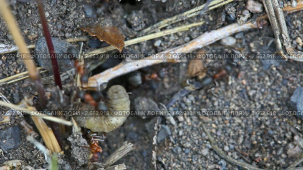 Муравьи атакуют личинку комара долгоножки (Diptera, Tipulidae) Стоковое видео, видеограф Игорь Жоров / Фотобанк Лори