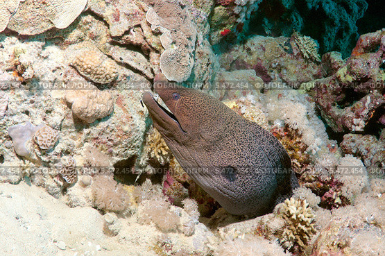 Мурена Яванский гимноторакс, или яванский ликодонт (Gymnothorax javanicus) в национальном парке Рас-Мухаммад, Синайский полуостров, Шарм-эль Шейх, Красное море, Египет, Африка. Стоковое фото, фотограф Некрасов Андрей / Фотобанк Лори