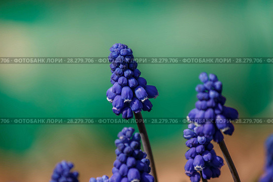 Muscari blossoms on turquoise background. Стоковое фото, фотограф Ольга Кондратюк / Фотобанк Лори
