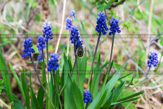 Мускари (лат. Muscari), Гадючий лук, или Мышиный гиацинт, неприхотливое многолетнее луковичное растение, цветёт ранней весной, Волгоградская область, Россия. Стоковое фото, фотограф Андрей Цыганков / Фотобанк Лори