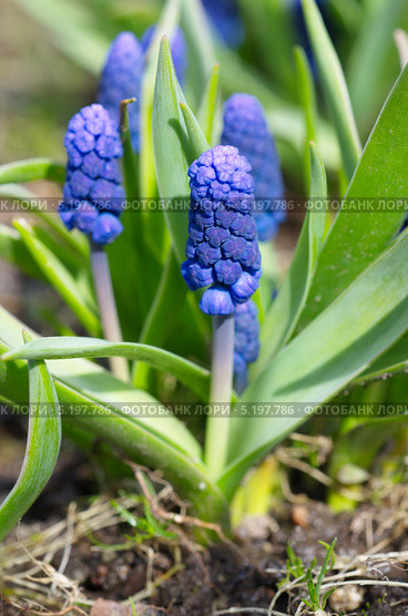 Мускари широколистный (Мuscari latifolium Kirk) Стоковое фото, фотограф Елена Коромыслова / Фотобанк Лори