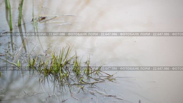 Мутная вода в пруду и травы. Стоковое видео, видеограф Володина Ольга / Фотобанк Лори