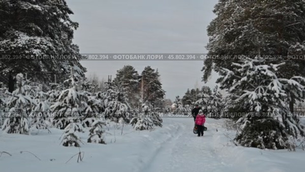 Мужчина и дети гуляют по зимнему лесу. Город Тюмень. Россия (2023 год). Редакционное видео, видеограф Александр Тараканов / Фотобанк Лори
