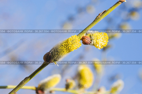 Мужское соцветие цветущей ивы козьей (Salix caprea) Стоковое фото, фотограф Алёшина Оксана / Фотобанк Лори