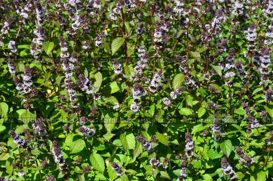 Мята перечная (лат. Mentha piperita) Стоковое фото, фотограф lana1501 / Фотобанк Лори