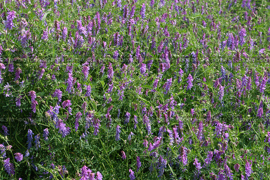 Мышиный горошек, вика многоцветковая (Vicia cracca) Стоковое фото, фотограф Григорий Писоцкий / Фотобанк Лори