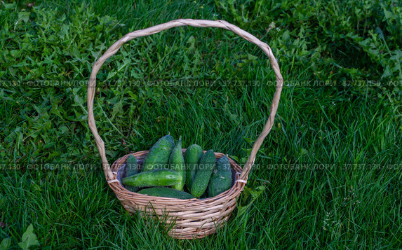 На даче созрели зеленые хрустящие огурчики. At the dacha, green crispy cucumbers are ripe. Стоковое фото, фотограф Мария / Фотобанк Лори