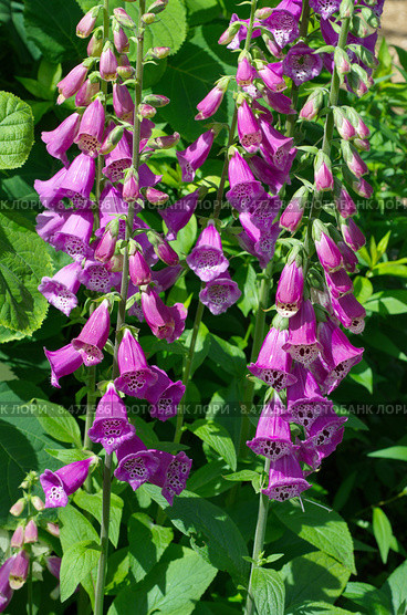 Наперстянка розовая (лат. Digitalis purpurea) Стоковое фото, фотограф Елена Коромыслова / Фотобанк Лори