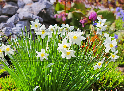 Нарцисс ( Narcissus) — род однодольных растений из семейства амариллисовых. Стоковое фото, фотограф Евгений Мухортов / Фотобанк Лори