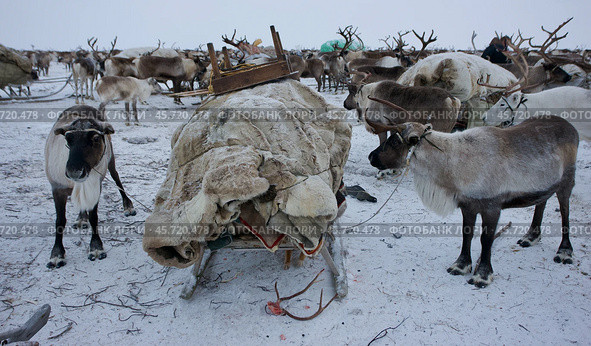 Нарты и привязанные олени. Этнография. Ямал. Стоковое фото, фотограф Катерина Романова / Фотобанк Лори