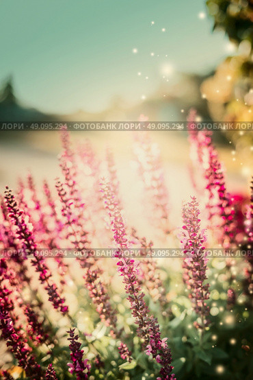 Natur background with Sage flowers in sun light in garden. Стоковое фото, агентство Ingram Publishing / Фотобанк Лори