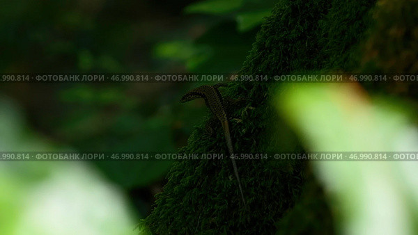 Natural background with green nature and lizard. Стоковое фото, фотограф David Kashakhi / Фотобанк Лори