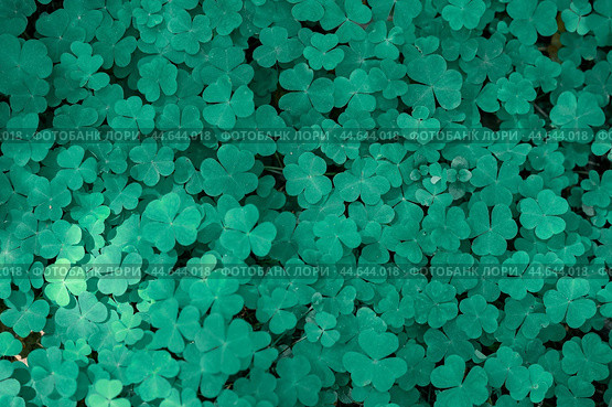 Natural green background. Plant and herb texture. Leafs green young fresh oxalis, shamrock, trefoil close-up. Beautiful background with green clover leaves for Saint Patrick's day. Стоковое фото, фотограф Павел Муравьев / Фотобанк Лори