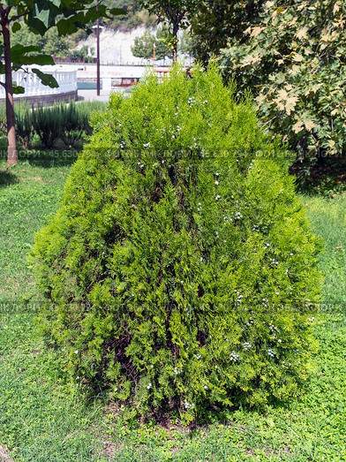 Natural green coniferous Thuja for outdoor planting and the embankment of the city. Стоковое фото, фотограф Фотограф / Фотобанк Лори