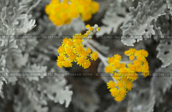 natural macro floral background with silver leaves of Jacobaea maritima, commonly known as silver ragwort. Стоковое фото, фотограф Tamara Kulikova / Фотобанк Лори