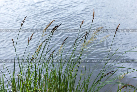 Natural photo background with coastal grass with selective soft focus. Стоковое фото, фотограф EugeneSergeev / Фотобанк Лори