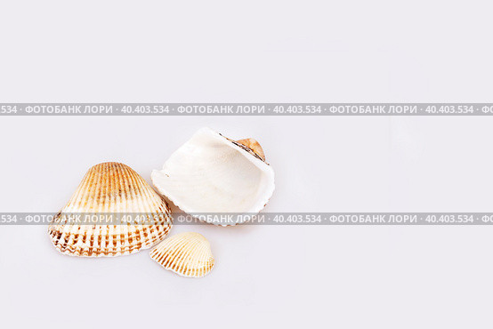 Natural sea shells isolated on a white background. Стоковое фото, фотограф Елена  Попкова / Фотобанк Лори