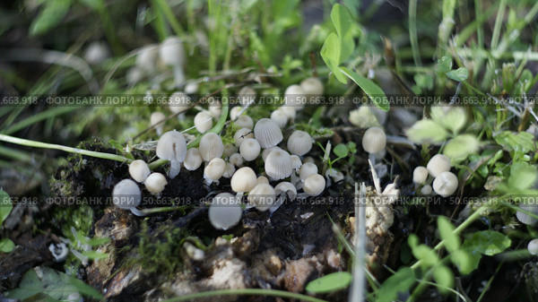 Навозник рассеянный Coprinellus disseminatus. Стоковое фото, фотограф Алексей Мохирев / Фотобанк Лори