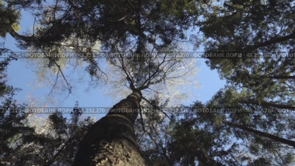 Необычный красивый вид на стволы и кроны деревьев на фоне неба. Май. An unusual beautiful view of the trunks and crowns of trees against the sky. May. Стоковое видео, видеограф Горшков Александр / Фотобанк Лори