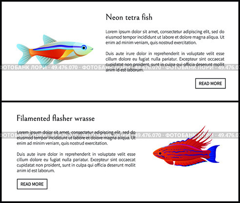 Neon tetra fish and filamented flasher wrasse posters web sites set. Tropical and exotic biodiversity of marine ocean waters, vector illustration. Neon Tetra Fish and Flasher Vector Illustration. Стоковая иллюстрация, агентство Ingram Publishing / Фотобанк Лори