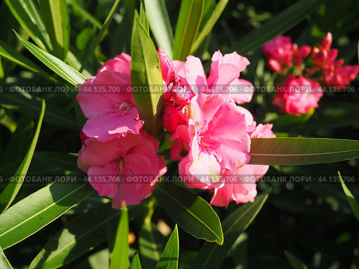 Nerium oleander, rosebay cultivated worldwide in temperate and subtropical areas as an ornamental and landscaping plant. Genus Nerium, Apocynoideae, Apocynaceae. Montenegro, Adriatic, Mediterranean. Стоковое AI-изображение, AI-художник Юлия Петровская / Фотобанк Лори