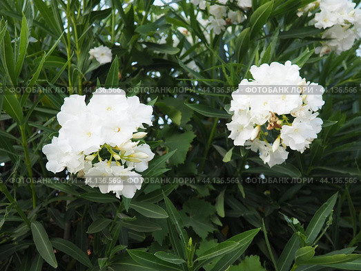 Nerium oleander, rosebay cultivated worldwide in temperate and subtropical areas as an ornamental and landscaping plant. Genus Nerium, Apocynoideae, Apocynaceae. Montenegro, Adriatic, Mediterranean. Стоковое AI-изображение, AI-художник Юлия Петровская / Фотобанк Лори