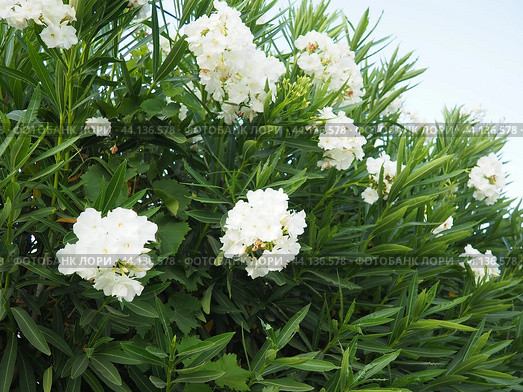 Nerium oleander, rosebay cultivated worldwide in temperate and subtropical areas as an ornamental and landscaping plant. Genus Nerium, Apocynoideae, Apocynaceae. Montenegro, Adriatic, Mediterranean. Стоковое AI-изображение, AI-художник Юлия Петровская / Фотобанк Лори