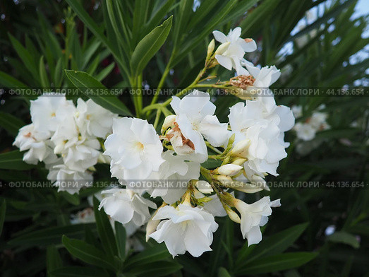 Nerium oleander, rosebay cultivated worldwide in temperate and subtropical areas as an ornamental and landscaping plant. Genus Nerium, Apocynoideae, Apocynaceae. Montenegro, Adriatic, Mediterranean. Стоковое AI-изображение, AI-художник Юлия Петровская / Фотобанк Лори