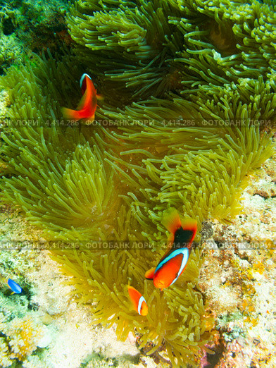 Несколько томатных клоунов или амфиприонов красных (Amphiprion frenatus, tomato clownfish) Стоковое фото, фотограф Сергей Дубров / Фотобанк Лори