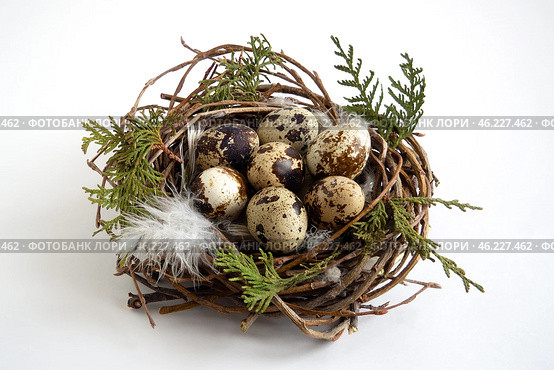 Nest of branches with quail eggs and feathers on white background, easter concept. Стоковое фото, фотограф Зарифа Арсланова / Фотобанк Лори