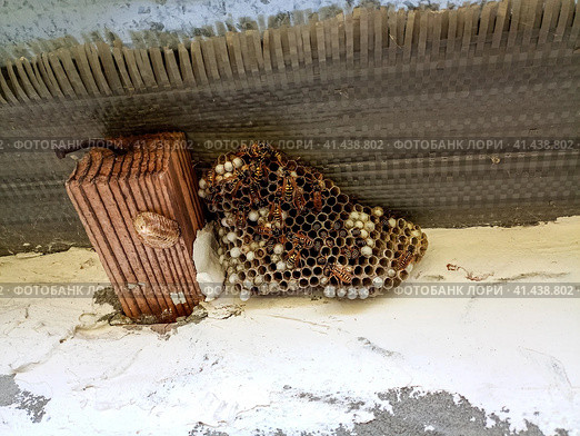 nest of wasps polystyles under the roof of the house. Стоковое фото, фотограф Леонид Еремейчук / Фотобанк Лори