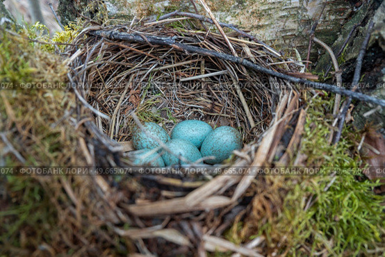 nest with blue eggs of a bird Thrush. wildlife. Стоковое фото, агентство Ingram Publishing / Фотобанк Лори