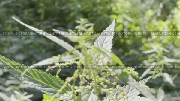 Nettle leaves swing against the background of a summer forest. Natural background. Стоковое видео, видеограф Ярославский Максим / Фотобанк Лори