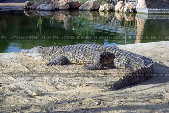 Nile crocodile in an enclosure at the zoo (lat. - Crocodylus niloticus) Стоковое фото, фотограф Irina Opachevsky / Фотобанк Лори