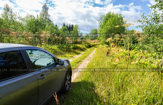 Nissan Qashqai vehicle on the rural road and the toxic hogweed (2020 год). Редакционное фото, фотограф FotograFF / Фотобанк Лори