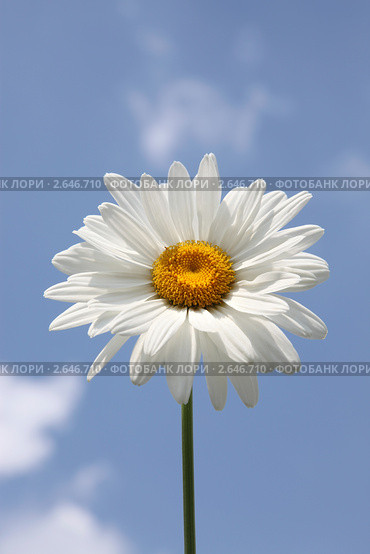 Нивяник наибольший (leucanthemum maximum), в простонародье поповник на фоне синего неба. Стоковое фото, фотограф Наталья Волкова / Фотобанк Лори