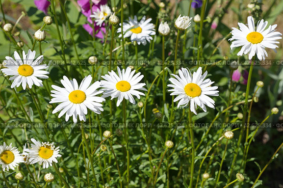 Нивяник обыкновенный (лат. Leucanthemum vulgare), или ромашка садовая цветет в саду. Стоковое фото, фотограф Елена Коромыслова / Фотобанк Лори
