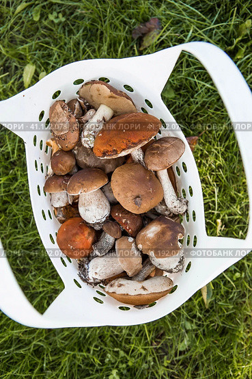 Noble, royal mushrooms. Porcini mushrooms, aspen, podberezoviki. Mushrooms in the basket. Mushroom picking in autumn. Стоковое фото, фотограф Photojuli / Фотобанк Лори