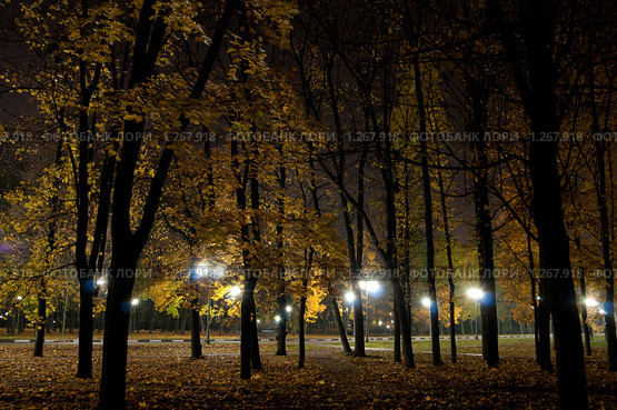 Ночь в парке. Стоковое фото, фотограф Роман Мухин / Фотобанк Лори