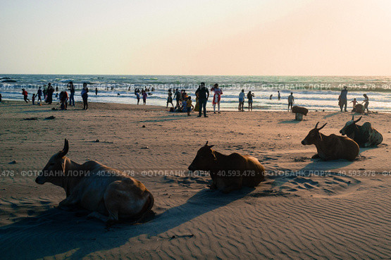 North Goa, India, Северный Гоа, Индия. Коровы на пляже (2017 год). Стоковое фото, фотограф Константин Смилга / Фотобанк Лори