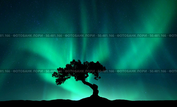 Northern lights over the alone tree at night. Aurora borealis and silhouette of beautiful tree on the hill. Winter landscape with polar lights, sky with stars and bright green aurora. Colorful scenery. Стоковое фото, агентство Ingram Publishing / Фотобанк Лори