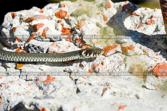 Not a poisonous snake. Стоковое фото, фотограф Артем Лукин / Фотобанк Лори