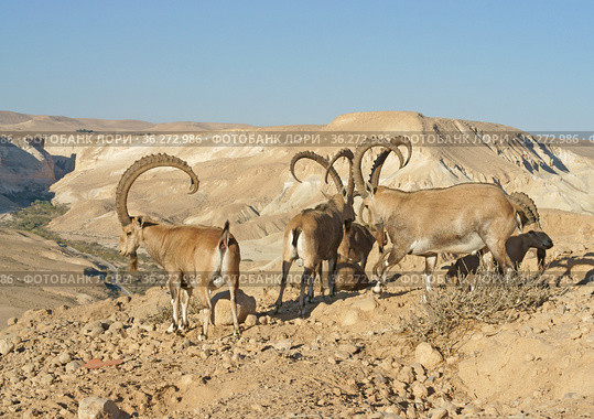 Nubian ibex (Capra nubiana sinaitica) herd in Negev desert of southern Israel (2019 год). Стоковое фото, фотограф Валерия Попова / Фотобанк Лори