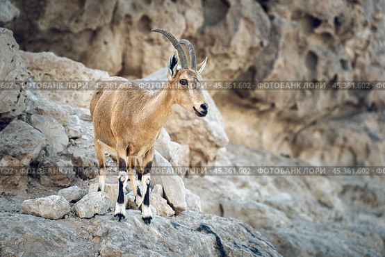 Nubian ibex on a mountain in Negev desert in Israel. Стоковое фото, фотограф Георгий Дзюра / Фотобанк Лори