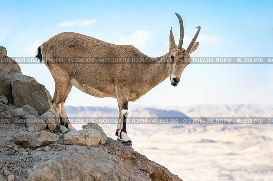 Nubian ibex on a mountain in the Ramon crater in Negev desert in Israel. Стоковое фото, фотограф Георгий Дзюра / Фотобанк Лори