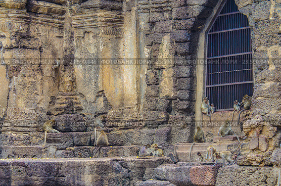 Обезьяны на развалинах древнего храма Wat Phra Prang Sam Yot temple в Лопбури, Таиланд (2016 год). Стоковое фото, фотограф Natalia Sidorova / Фотобанк Лори